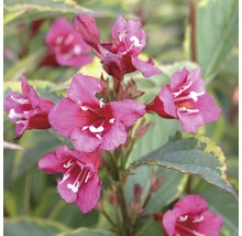 Close-up van een Weigelia met roze bloemen.