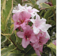 Close-up van Weigelia bloemen