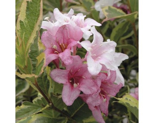 Close-up van Weigelia bloemen