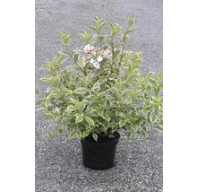 Bloeiende struik in pot met groen-witte bladeren en roze bloemen