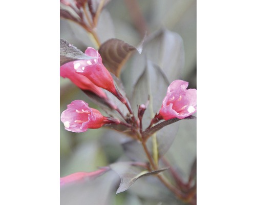Close-up van roze bloeiende Weigelia''s tegen donker blad