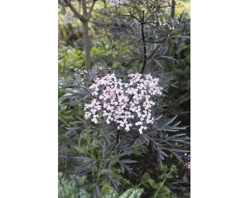 Vlierstruik met donkere bladeren en witte bloemen
