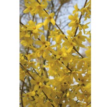 Forsythia met gele bloemen