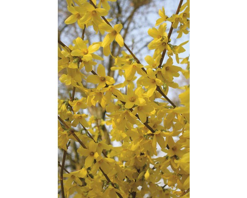 FLORASELF Chinees klokje Forsythia intermedia 'Week End'® potmaat Ø 21 cm H 60-80 cm