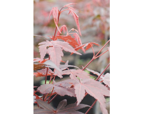 FLORASELF® Japanse esdoorn Acer palmatum 'Atropurpureum' potmaat Ø17 cm