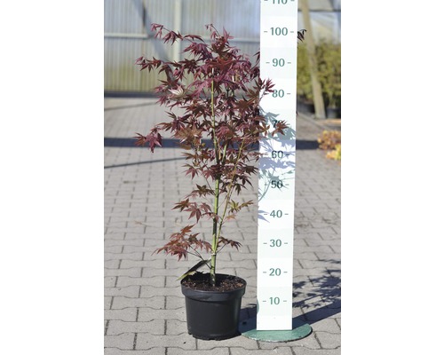 Japanse esdoorn in pot met maatindicatie