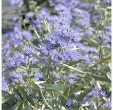 FLORASELF Blauwe spirea Caryopteris clandonensis 'Dark Night' potmaat Ø 21,0 cm H 40-60 cm