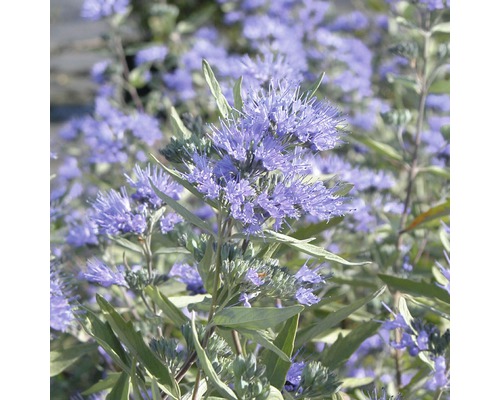 FLORASELF Blauwe spirea Caryopteris clandonensis 'Dark Night' potmaat Ø 21,0 cm H 40-60 cm