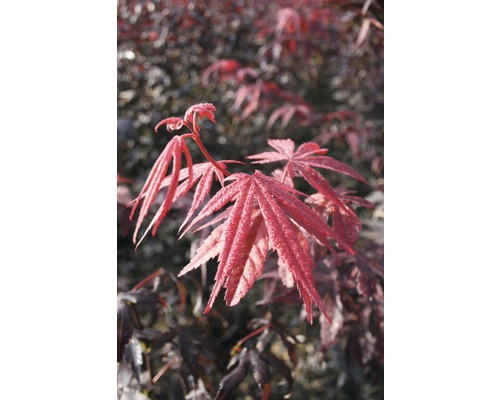 FLORASELF® Japanse esdoorn Acer palmatum 'Bloodgood' potmaat Ø31 cm