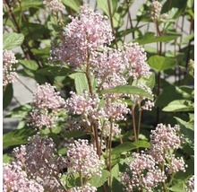 Close-up van een bloeiende Eupatorium plant met groene bladeren.