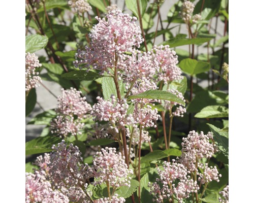 FLORASELF Amerikaanse sering Ceanothus pallidus 'Marie Simon' potmaat Ø 21,0 cm H 40-60 cm FLORASELF Amerikaanse sering Ceanothus pallidus 'Marie Simon' potmaat Ø 21,0 cm H 40-60 cm