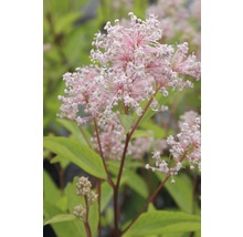 Bloeiwijze van de spirea plant met roze bloemen