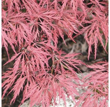 FLORASELF® Japanse esdoorn Acer palmatum 'Dissectum Garnet' potmaat Ø17 cm
