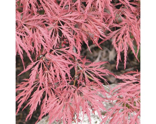 FLORASELF® Japanse esdoorn Acer palmatum 'Dissectum Garnet' potmaat Ø17 cm