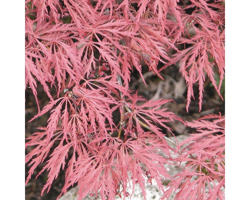 FLORASELF® Japanse esdoorn Acer palmatum 'Dissectum Garnet' potmaat Ø17 cm Close-up van een Japanse esdoorn met filigraan blad