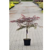 FLORASELF® Japanse esdoorn Acer palmatum 'Dissectum Garnet' potmaat Ø17 cm