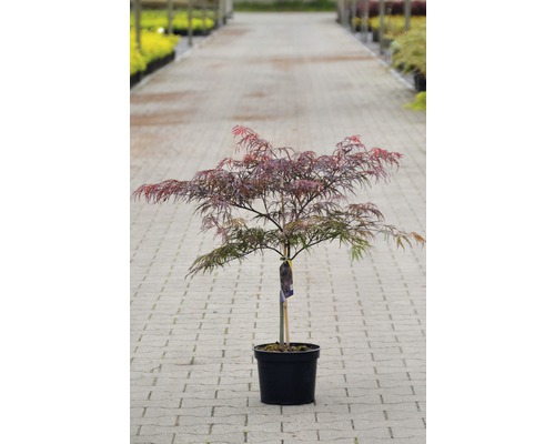 Japanse esdoorn in pot