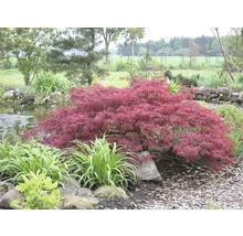 FLORASELF® Japanse esdoorn Acer palmatum 'Dissectum Garnet' potmaat Ø17 cm