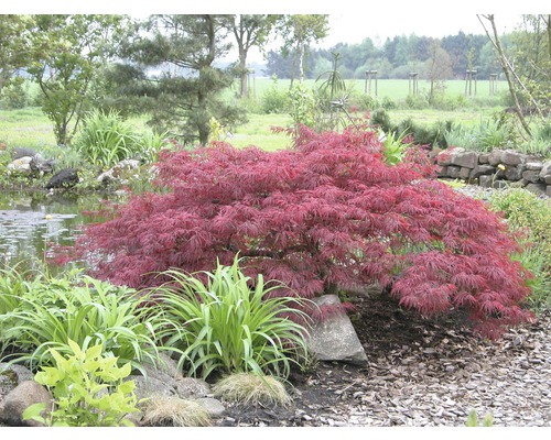 Japanse esdoorn in de tuin naast een vijver