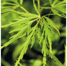 FLORASELF® Japanse esdoorn Acer palmatum 'Dissectum virdis' potmaat Ø17 cm