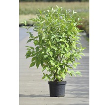 Kornoelje in pot voor de tuin