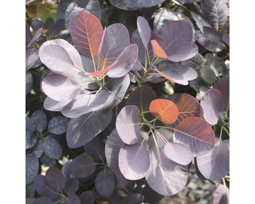 Close-up van een pruikenboom met ronde bladeren