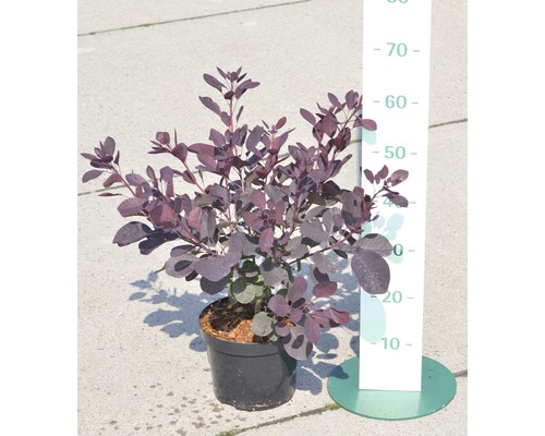 FLORASELF Pruikenboom Cotinus coggygria 'Royal Purple' potmaat Ø 21 cm H 50-60 cm Pruikstruik in pot met maatvoering in centimeters.