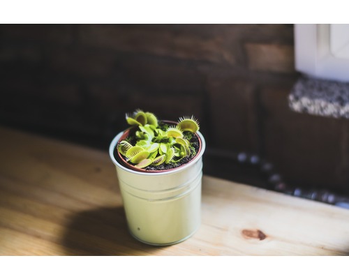 Venusvliegenvanger in een pot op een tafel