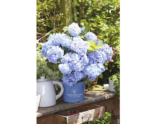 Blauwe hortensiastruik van de Endless Summer Collection in pot op een tuintafel