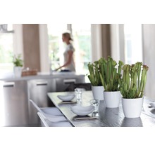 Arrangement met vleesetende planten in potten op een eettafel in een lichte ruimte.