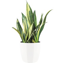 Sansevieria in een witte pot