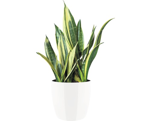 Sansevieria in een witte pot
