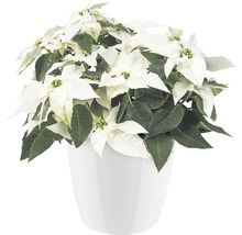 Kerstster met witte bladeren in pot