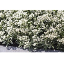 FLORASELF Siberisch edelweiss Anaphalis triplinervis Ø 11 cm