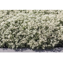 FLORASELF Siberisch edelweiss Anaphalis triplinervis Ø 11 cm