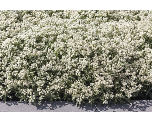 Zilverstrobloem plant in de tuin