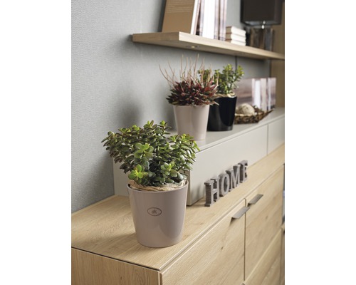 Decoratieve woonkamer met kamerplanten en houten dressoir