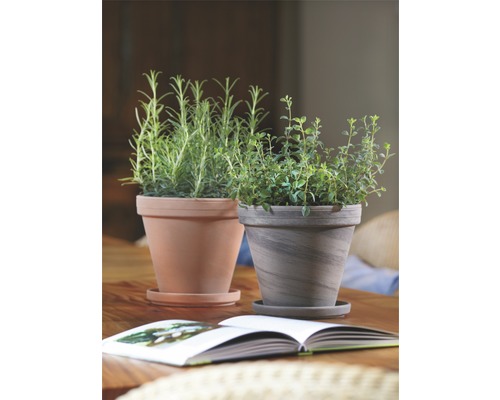 Twee kruidenpotten met schotels op een tafel, vergezeld van een open boek.