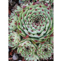 Close-up van een Sempervivum plant