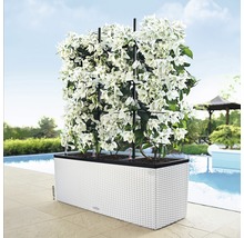 Balkonbak met klimrek en witte beplanting naast zwembad