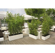 Drie plantenbakken met bamboe op een terras