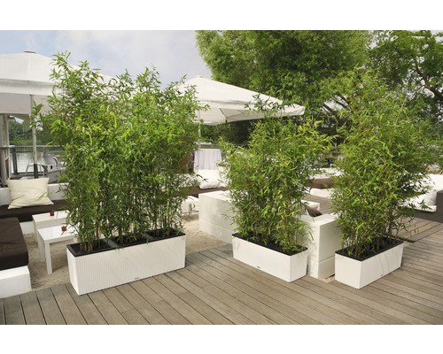 Drie plantenbakken met bamboe op een terras
