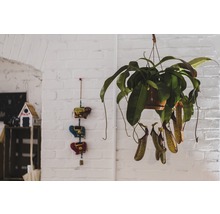 Hangplant met kannen in een pot