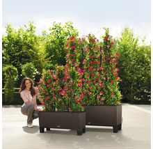 Twee kunststof plantenbakken met klimplanten en een vrouw in de tuin.