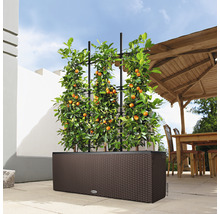 Plantbak met klimhulp en citrusplant buitenshuis