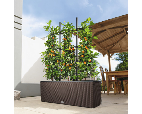 Plantbak met klimhulp en citrusplant buitenshuis