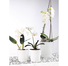 Drie witte orchideeën in witte potten op een gedessineerde ondergrond.