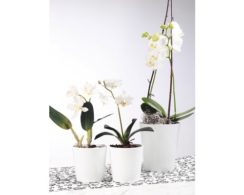 Drie witte orchideeën in witte potten op een gedessineerde ondergrond.