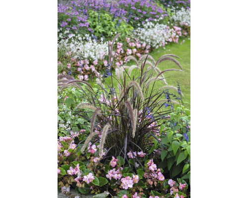 FLORASELF Lampenpoetsergras Pennisetum x advena 'Summer Samba' potmaat Ø 19 cm H 20-40 cm