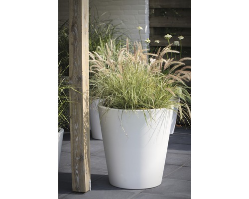 Scene met een witte plantenbak met siergras in de tuin.